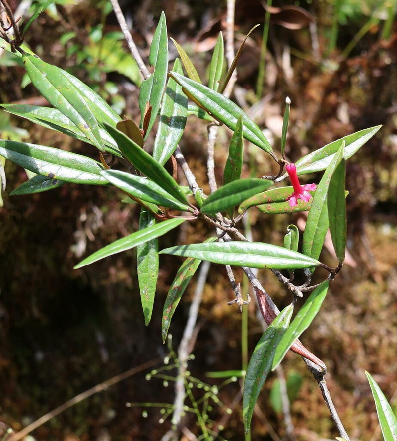 Rhododendron micromalayanum