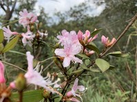 Rhododendron microphyton