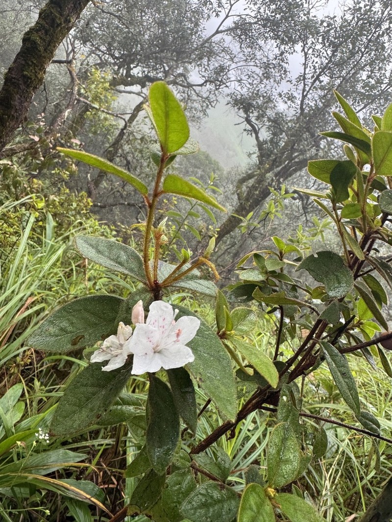 Rhododendron microphyton photo 2