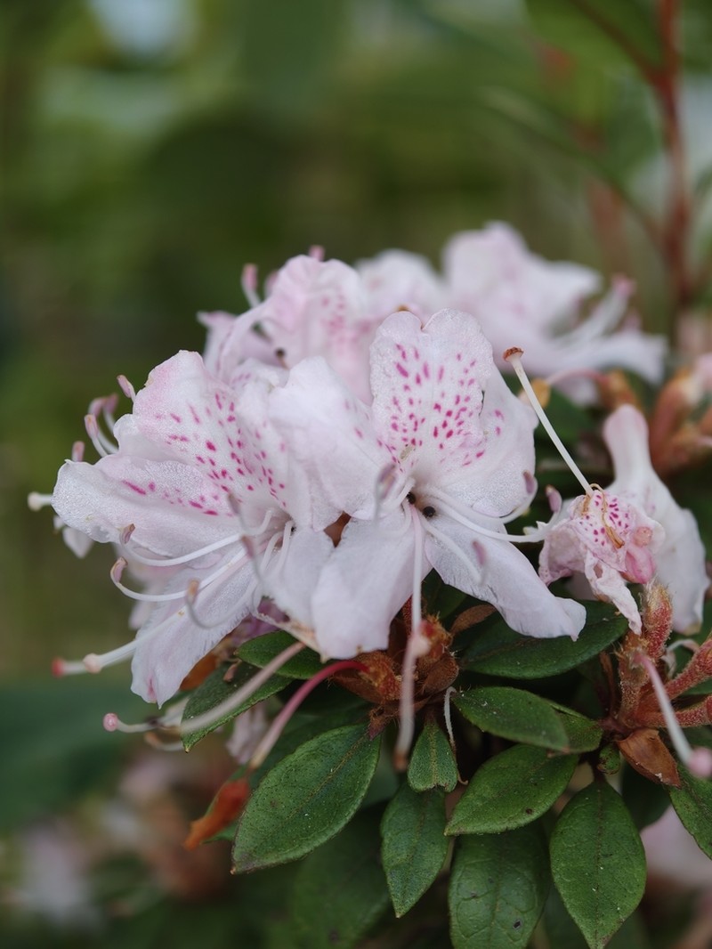 Rhododendron microphyton photo 3