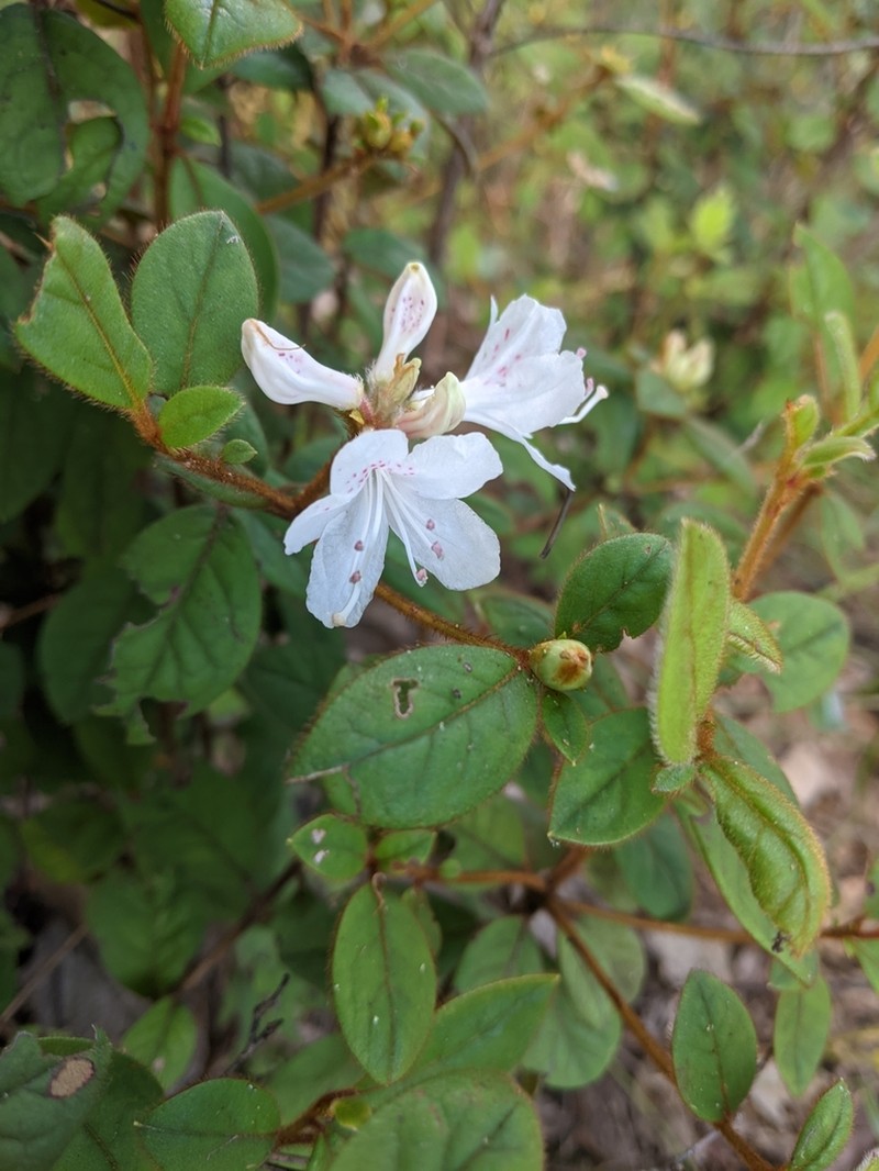 Rhododendron microphyton photo 4