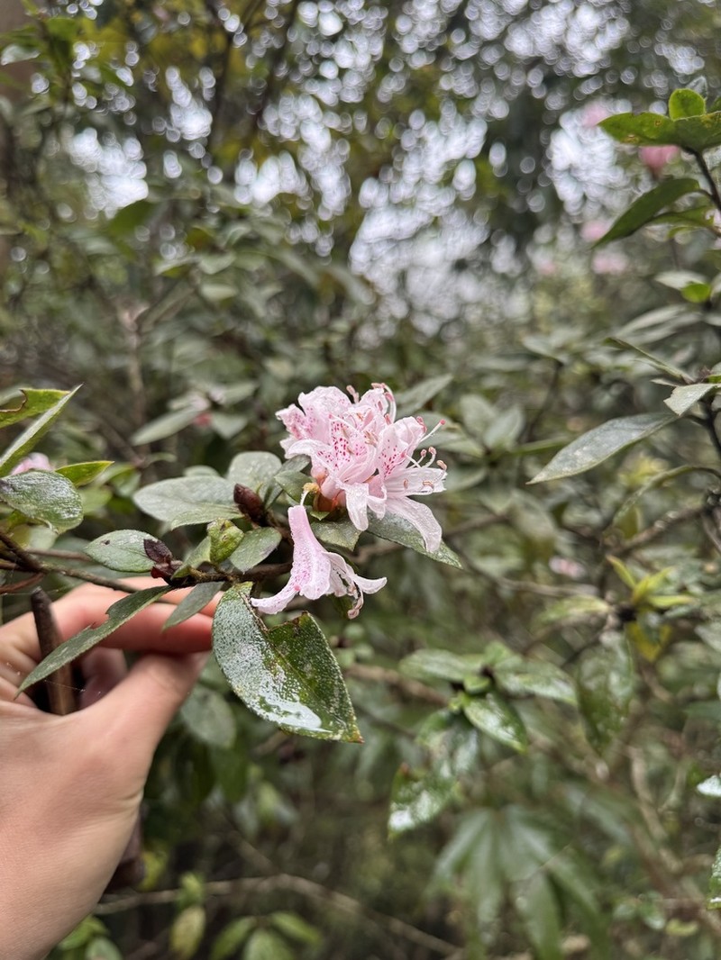 Rhododendron microphyton photo 5