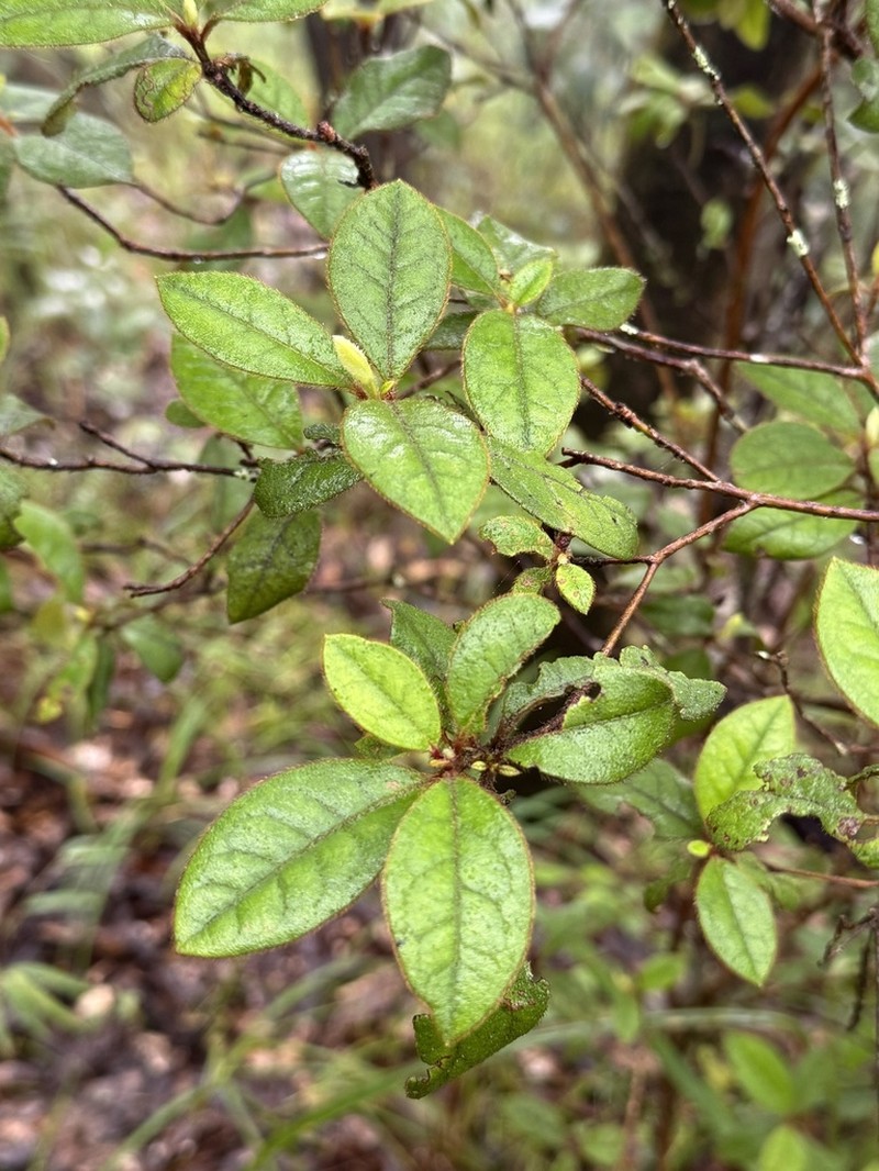 Rhododendron microphyton photo 6