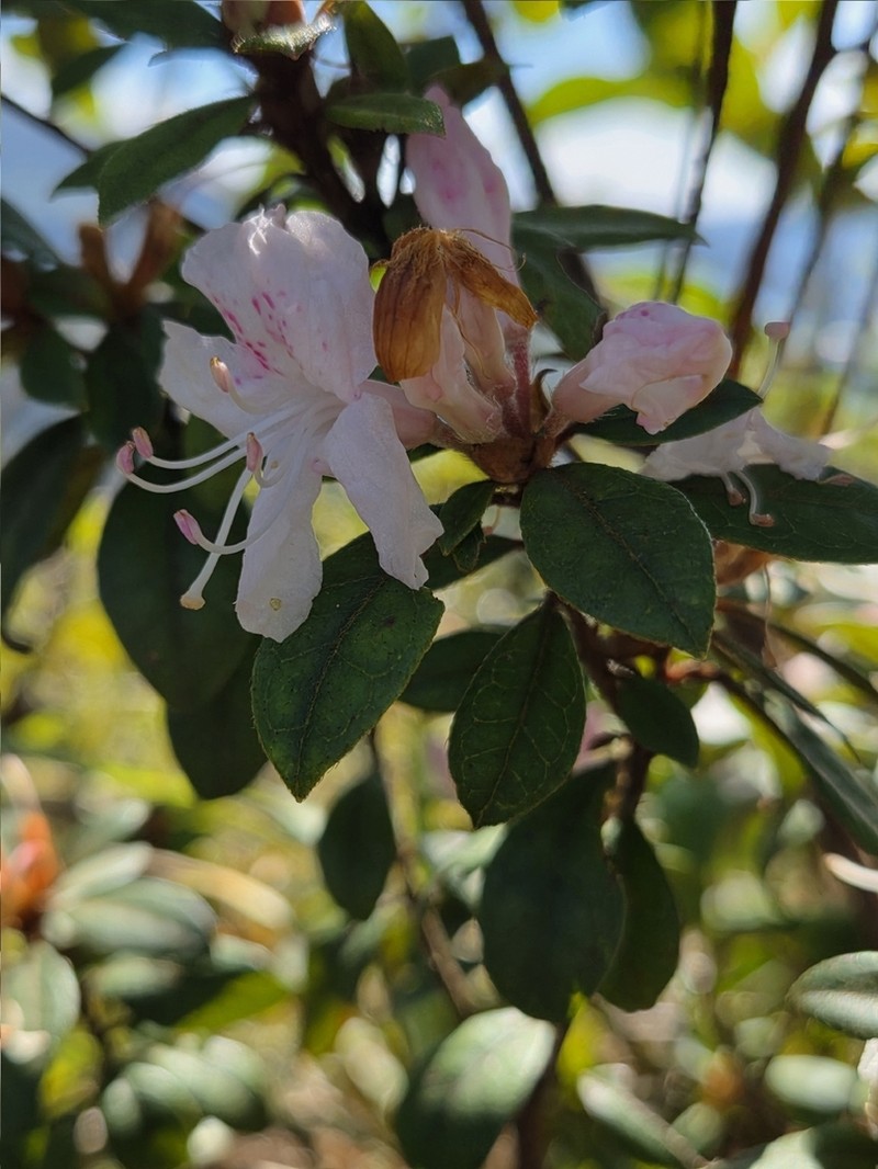 Rhododendron microphyton photo 7