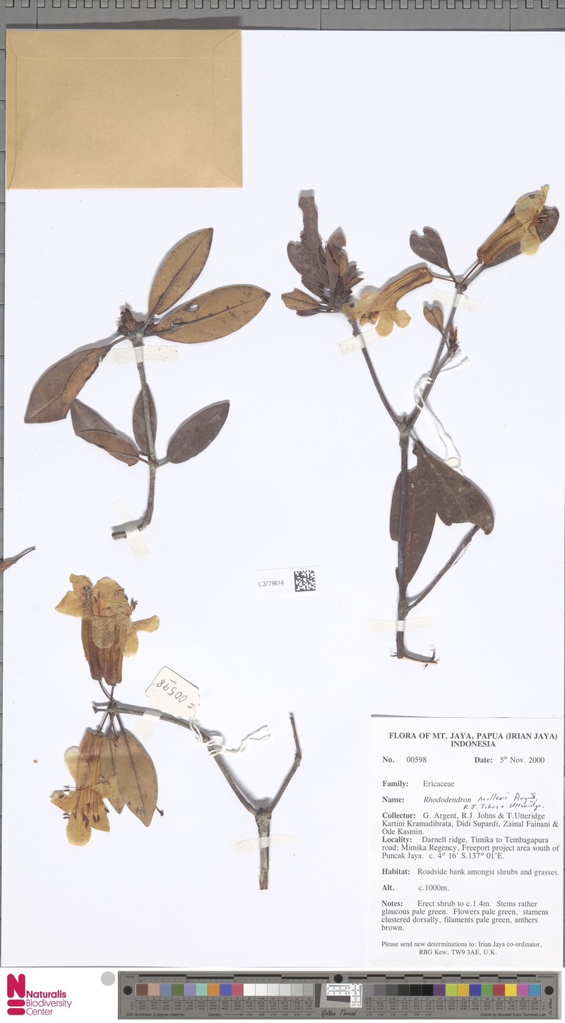 Rhododendron milleri