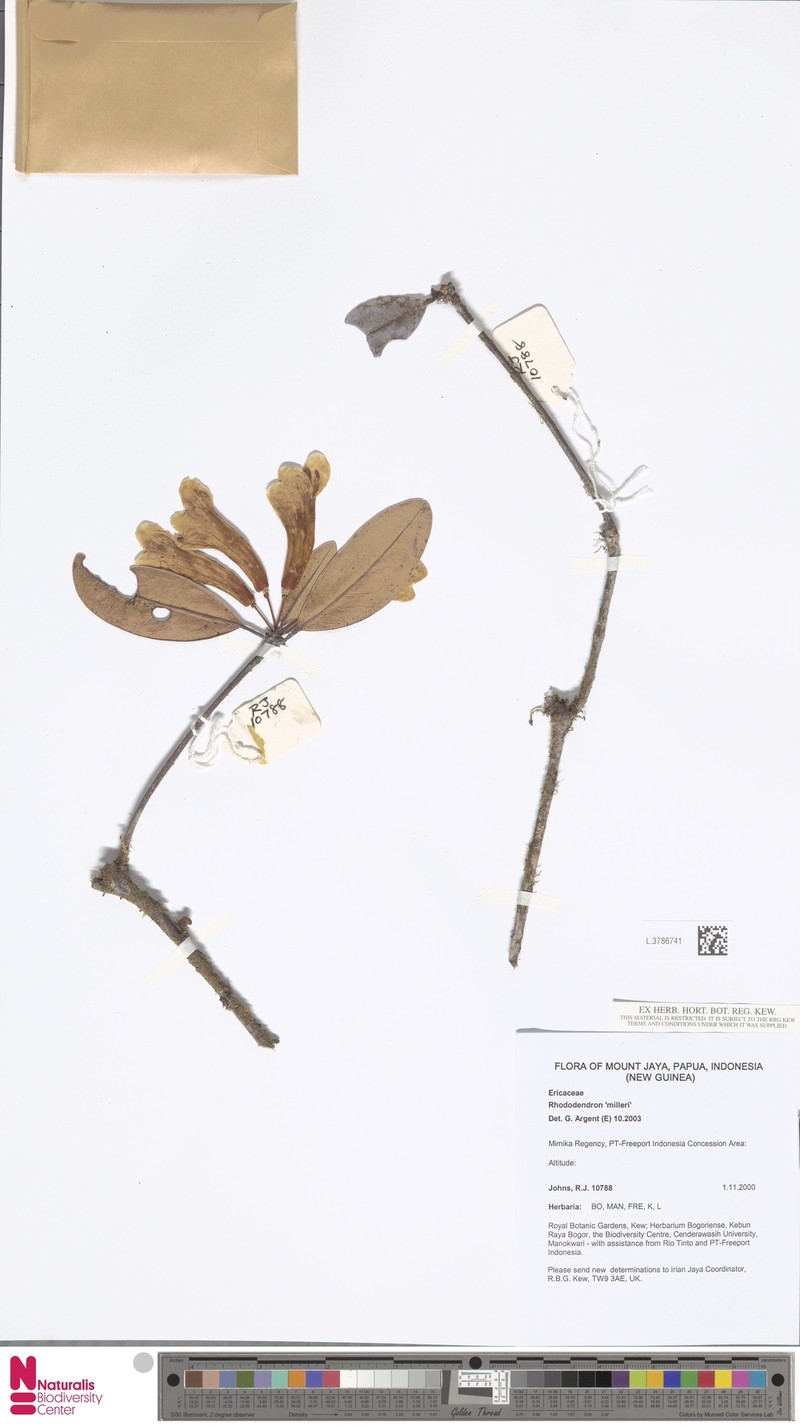 Rhododendron milleri photo 2