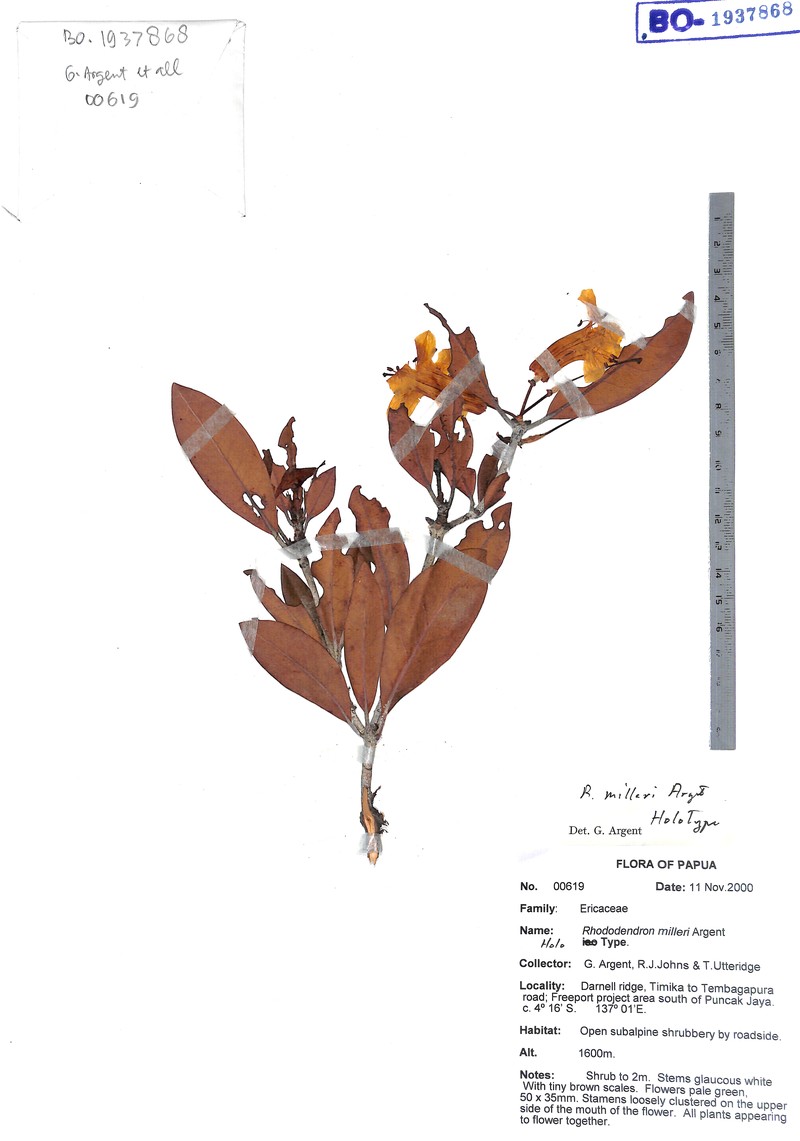 Rhododendron milleri photo 3