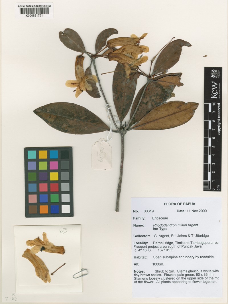 Rhododendron milleri photo 4