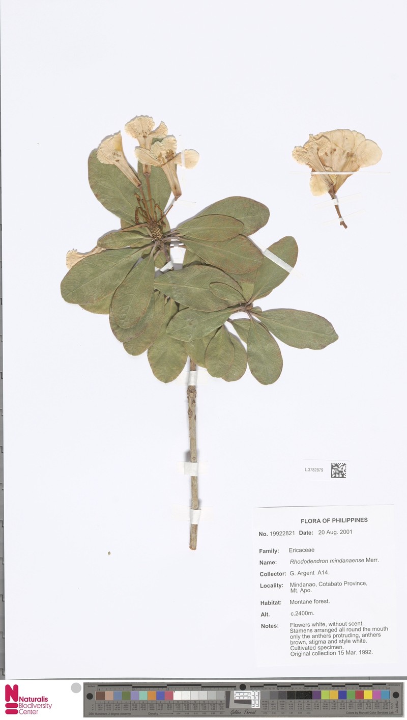 Rhododendron mindanaense