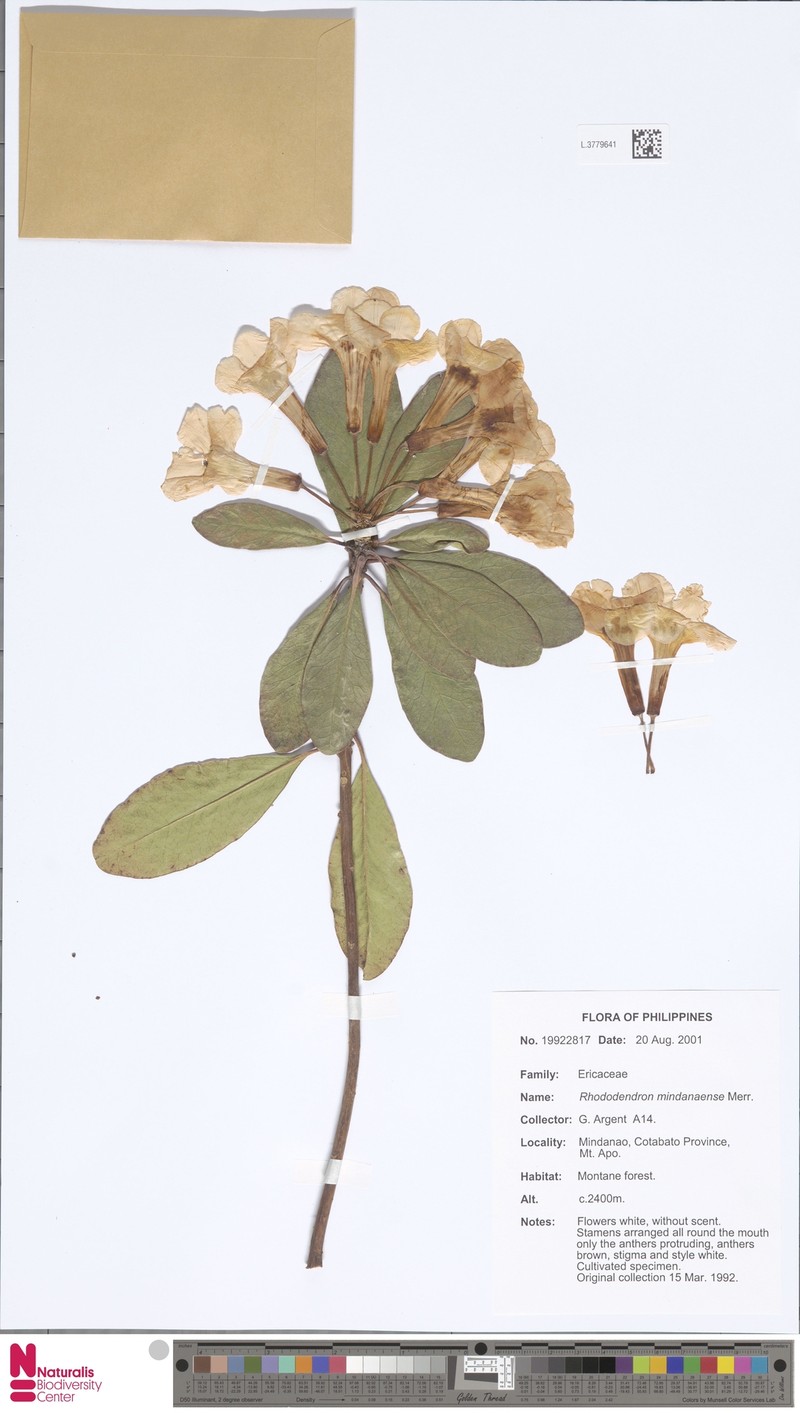 Rhododendron mindanaense photo 2