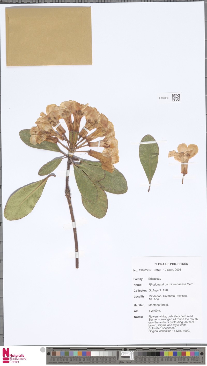 Rhododendron mindanaense photo 3