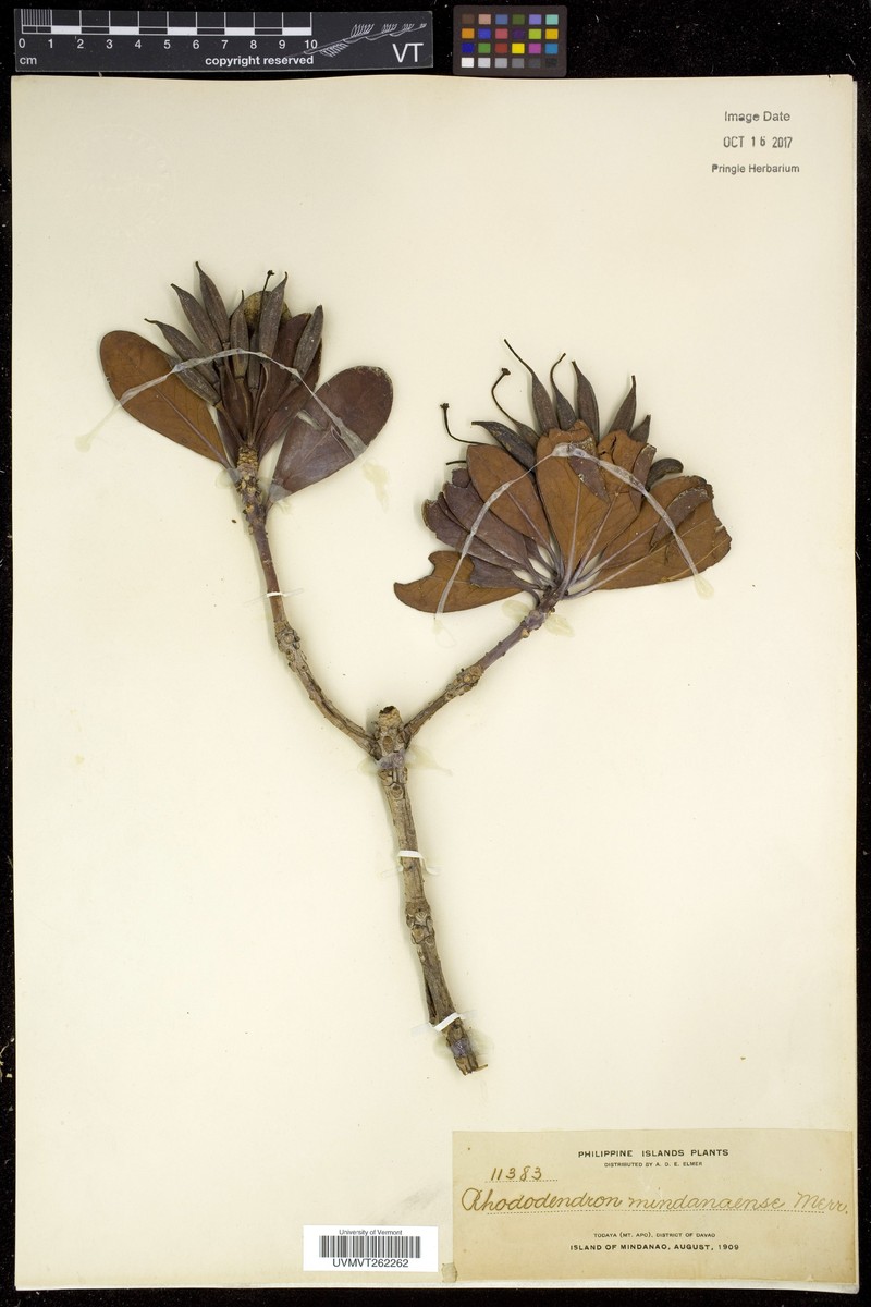 Rhododendron mindanaense photo 8