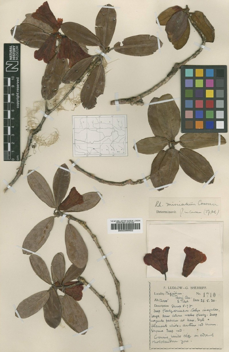 Rhododendron miniatum