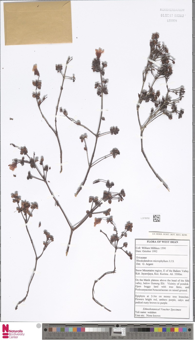 Rhododendron minimifolium