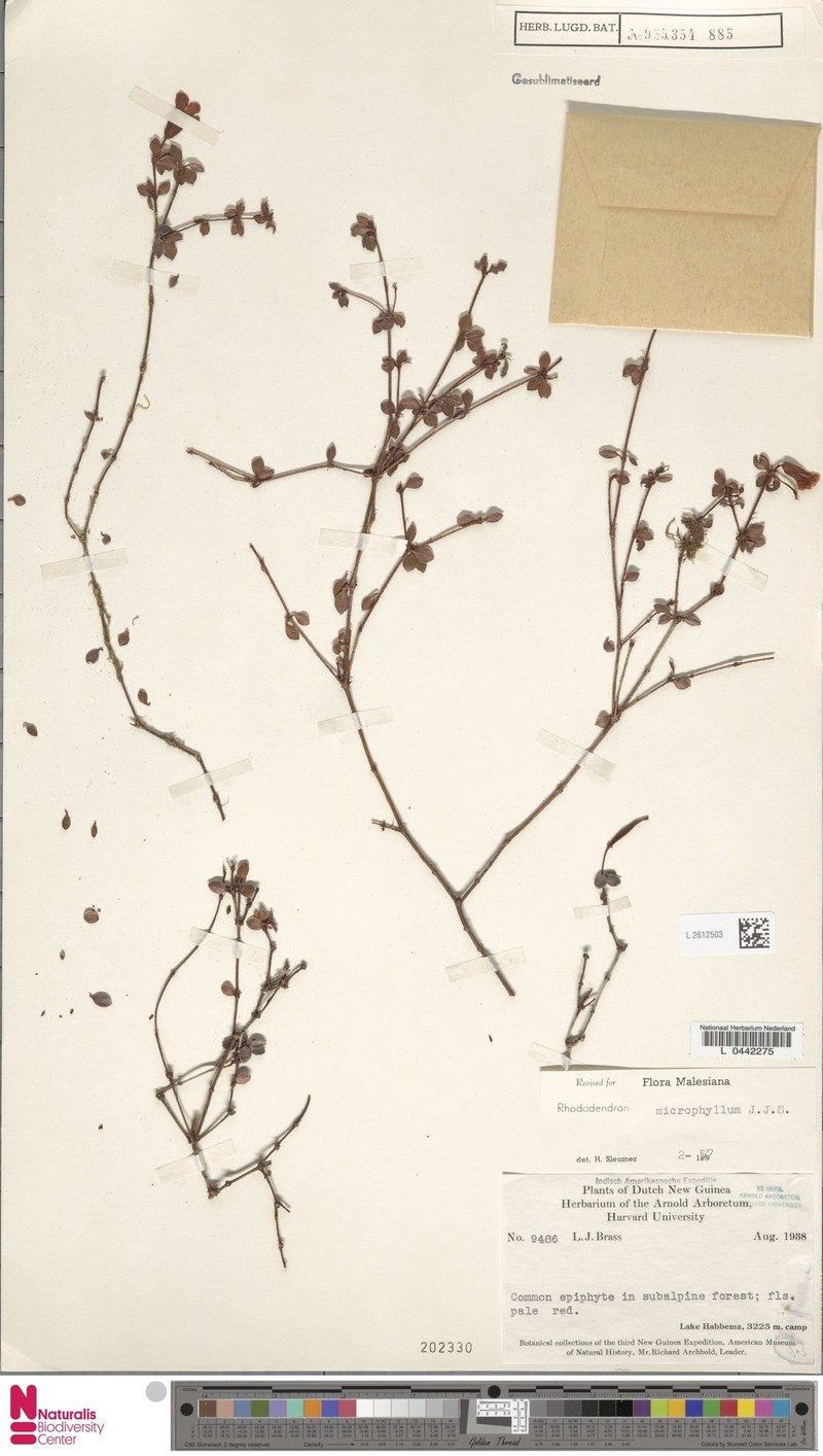 Rhododendron minimifolium photo 4