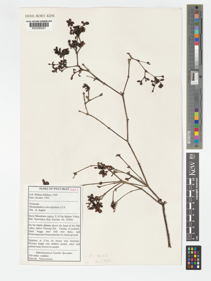 Rhododendron minimifolium photo 6
