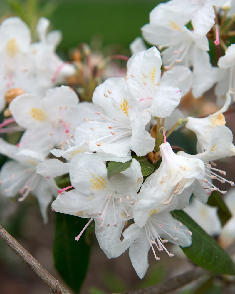 Piedmont Rhododendron photo 2