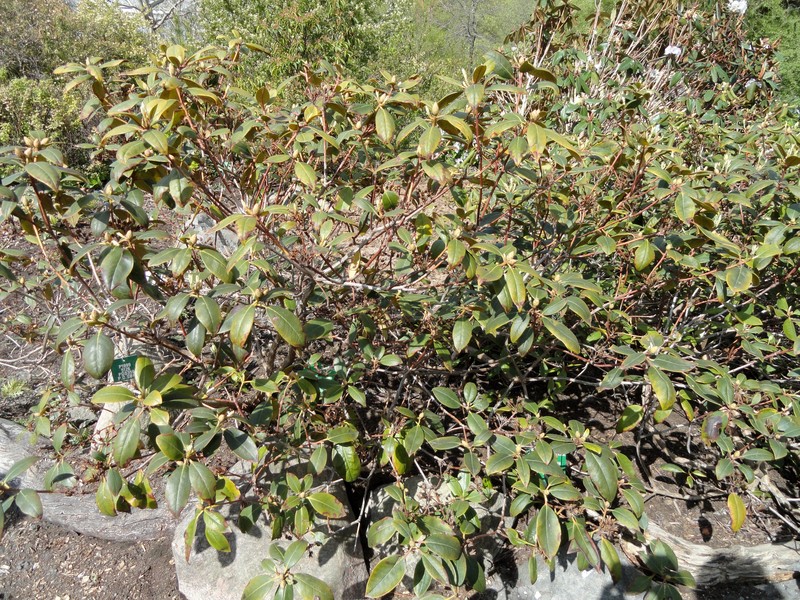 Piedmont Rhododendron