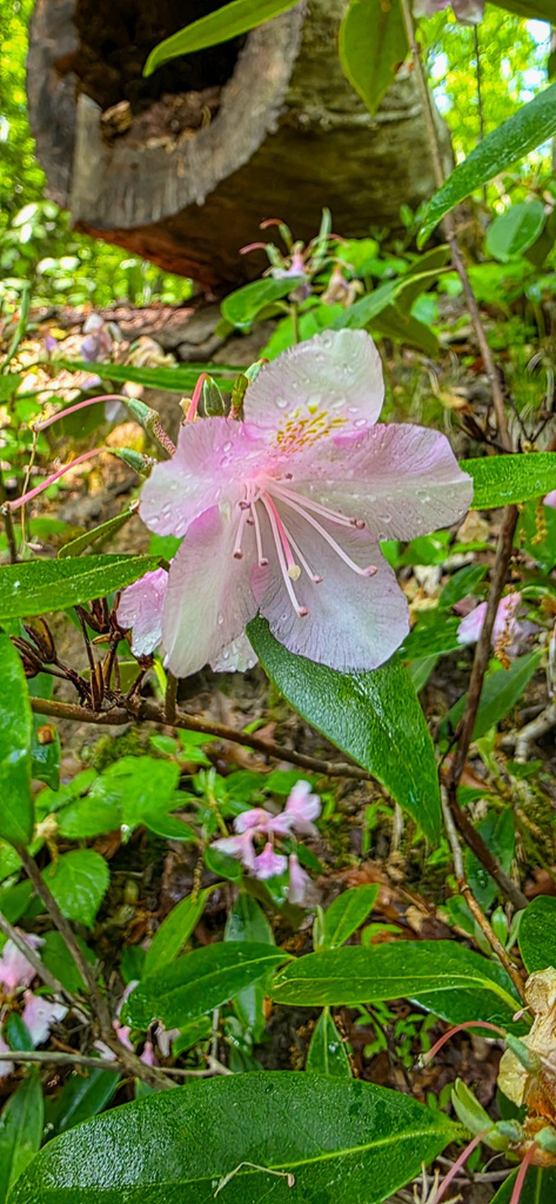 Piedmont Rhododendron photo 3