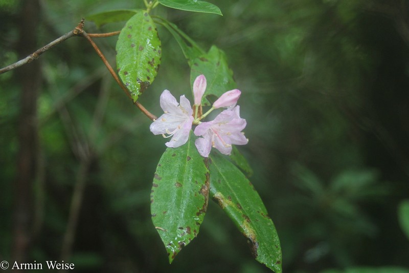 Piedmont Rhododendron photo 4