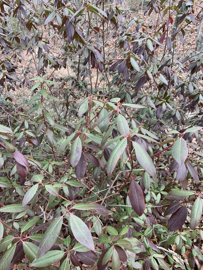 Piedmont Rhododendron photo 5