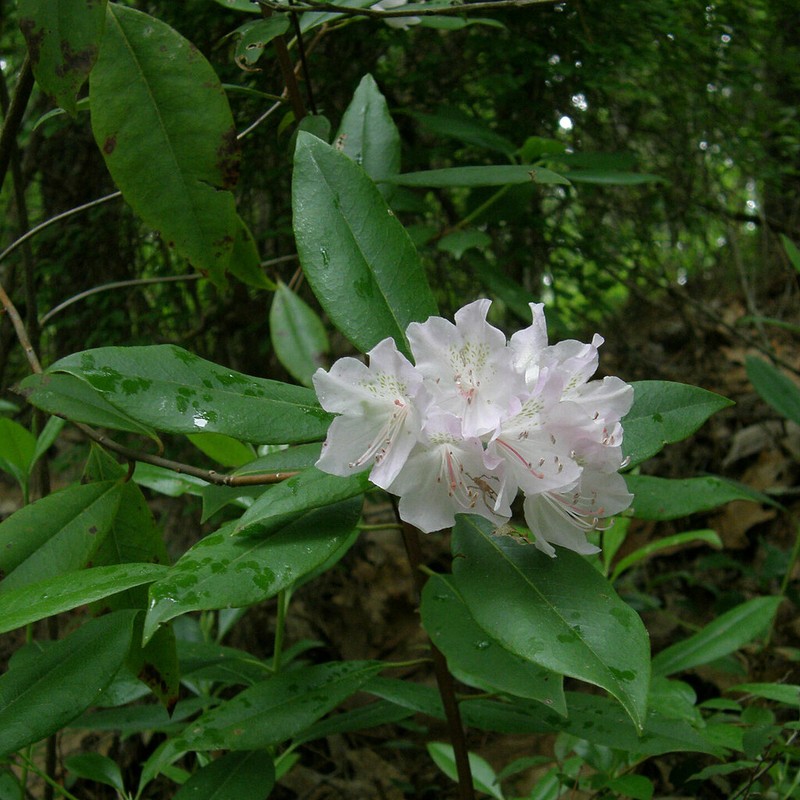 Piedmont Rhododendron photo 6