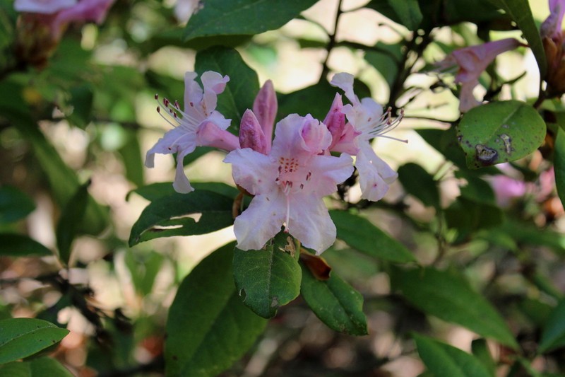 Piedmont Rhododendron photo 7