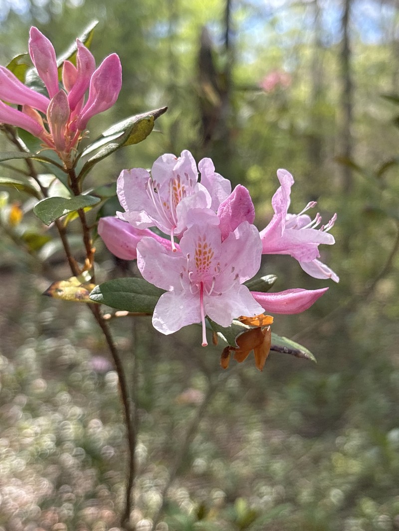 Chapman's Rhododendron