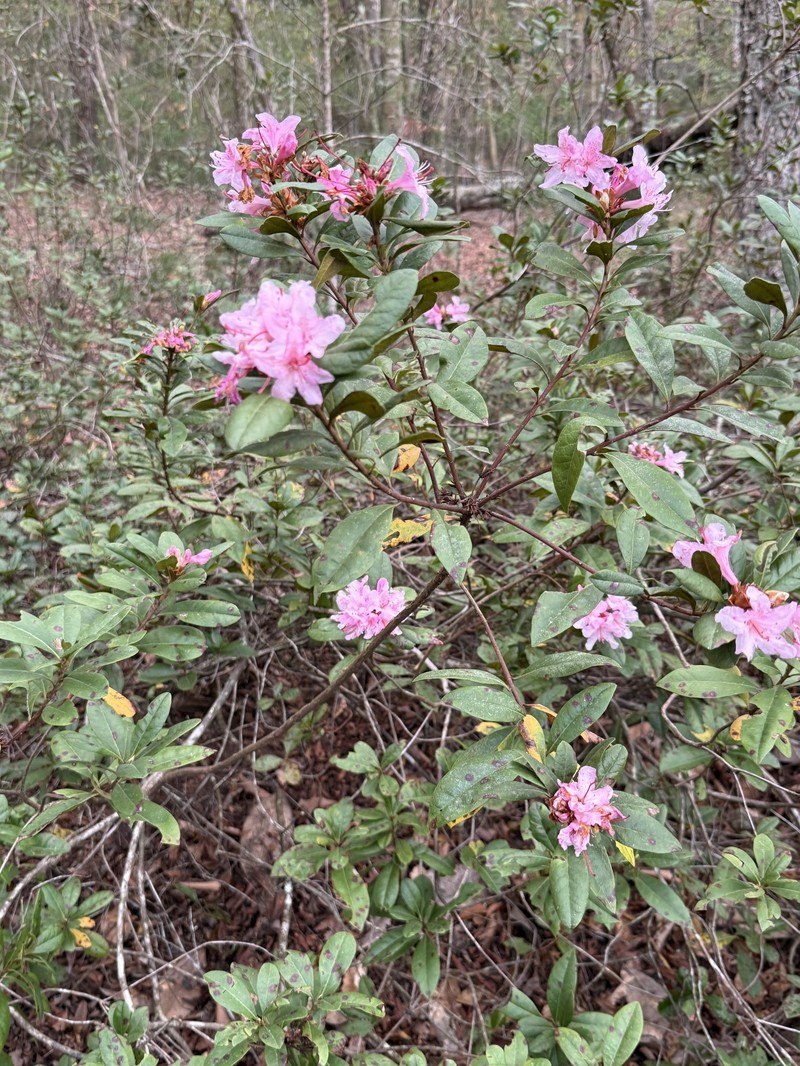 Chapman's Rhododendron photo 2