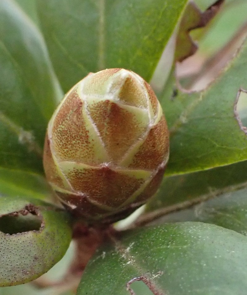 Chapman's Rhododendron photo 3