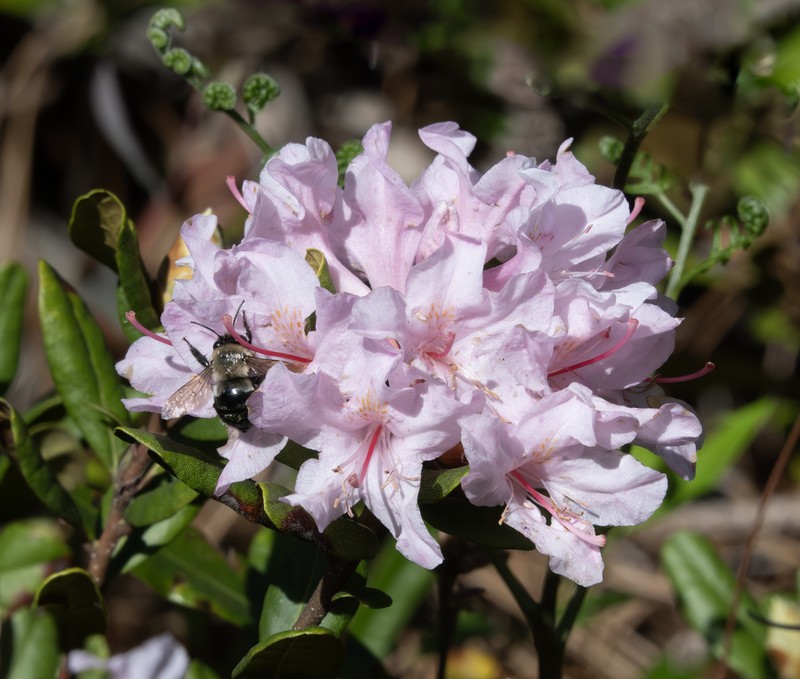 Chapman's Rhododendron photo 4