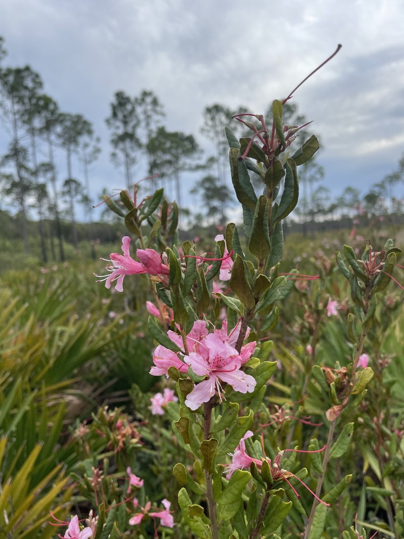 Chapman's Rhododendron photo 6