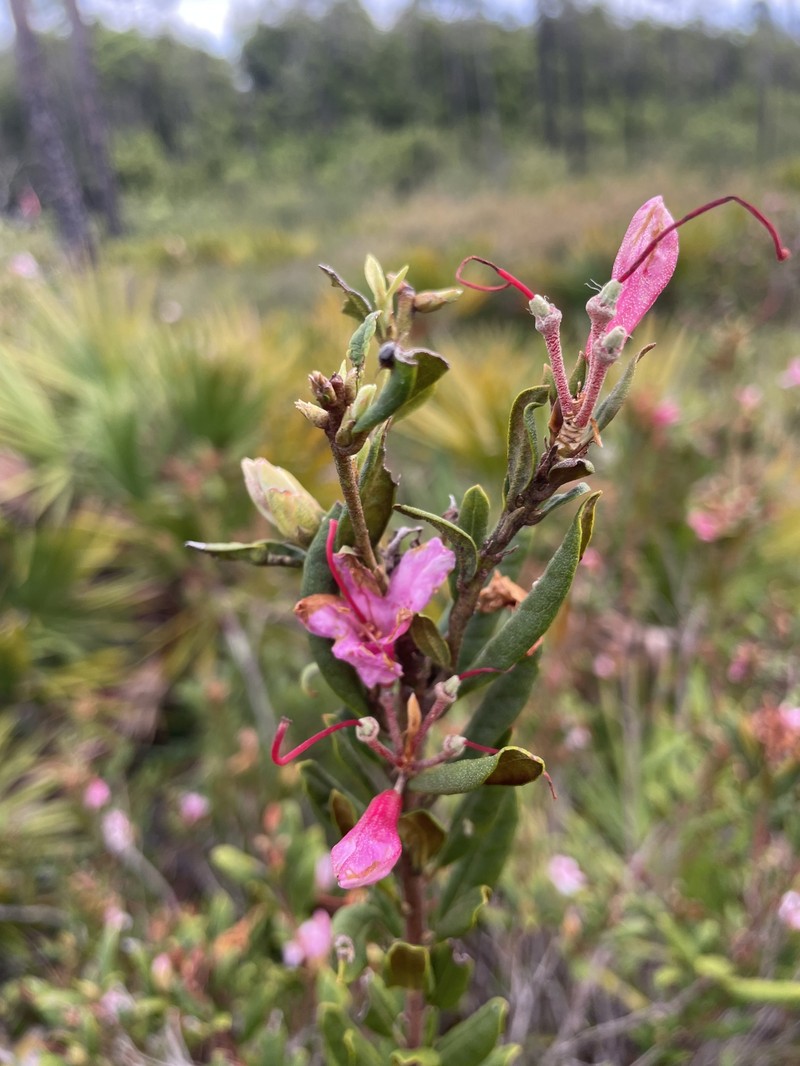 Chapman's Rhododendron photo 7