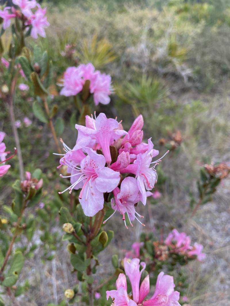 Chapman's Rhododendron photo 8