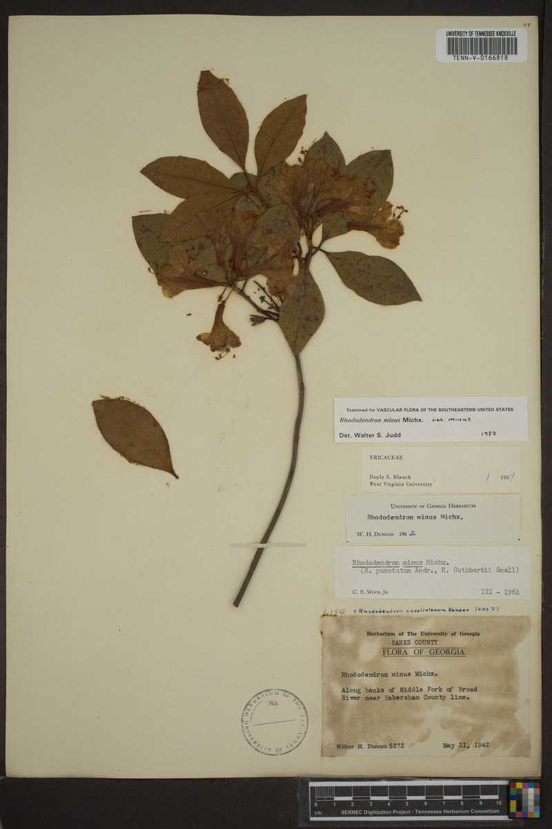 Carolina Azalea