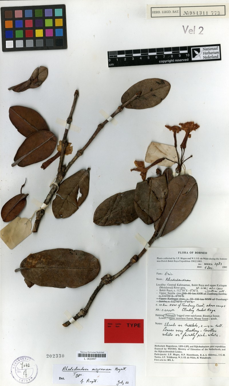 Rhododendron mogeanum