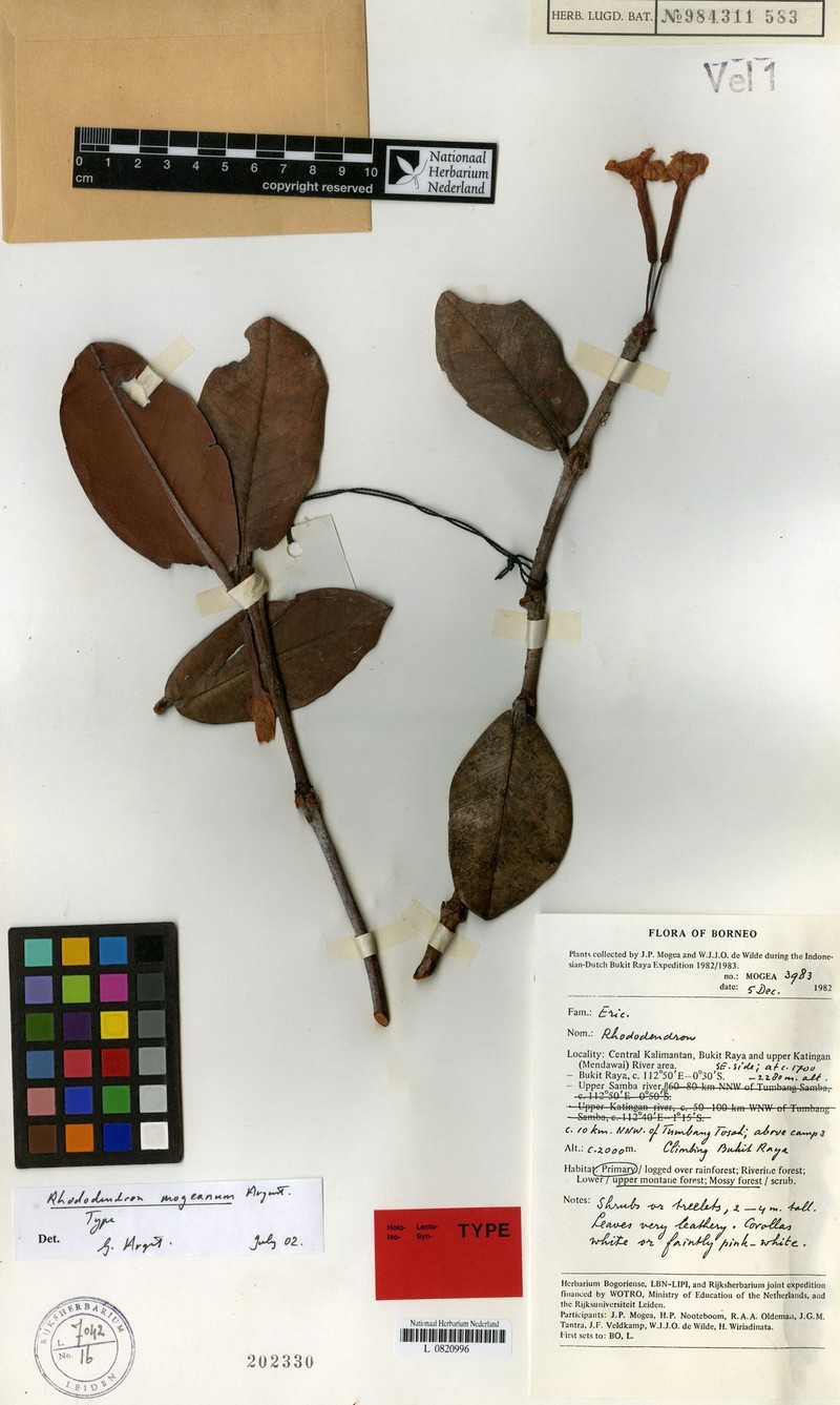 Rhododendron mogeanum photo 2