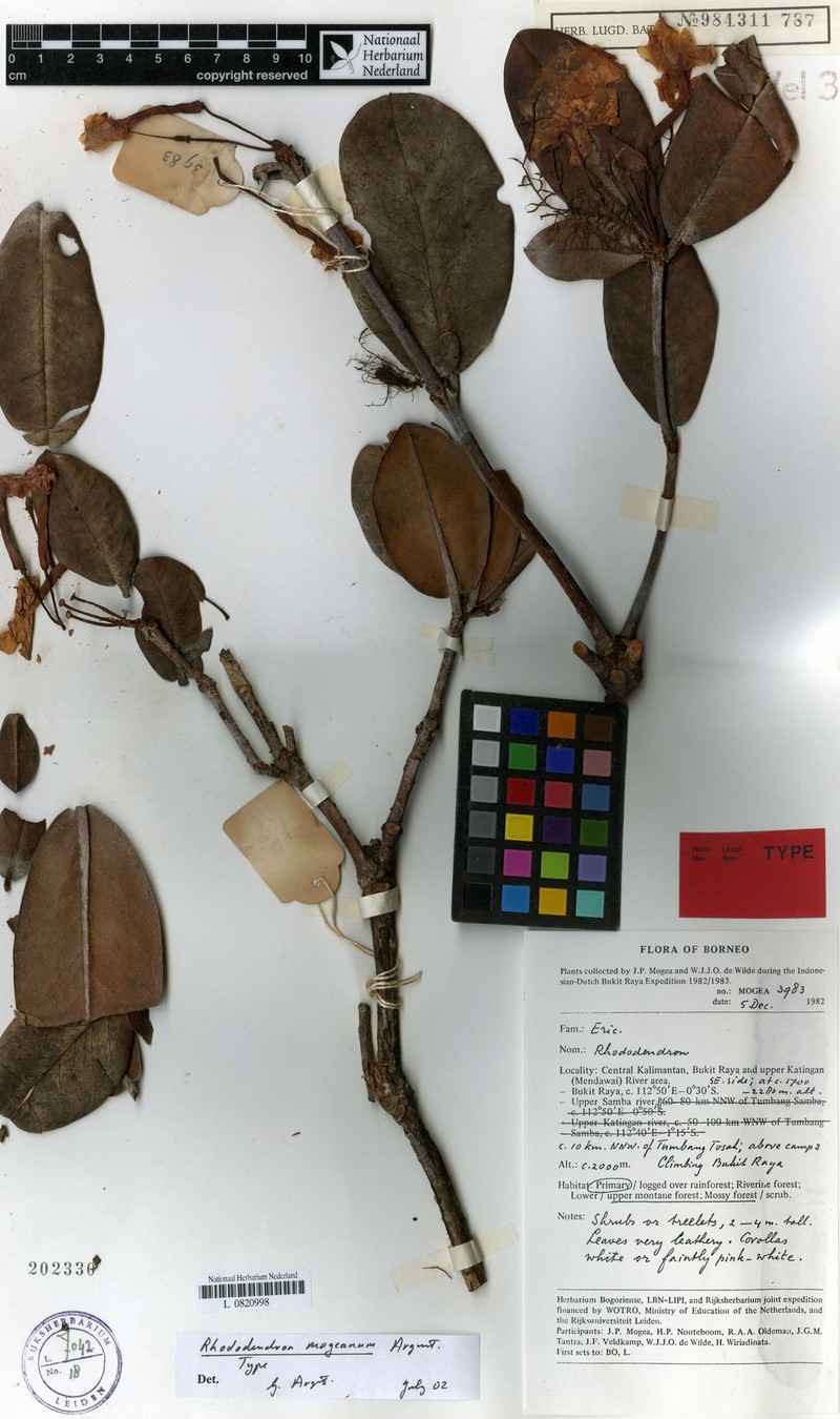 Rhododendron mogeanum photo 3