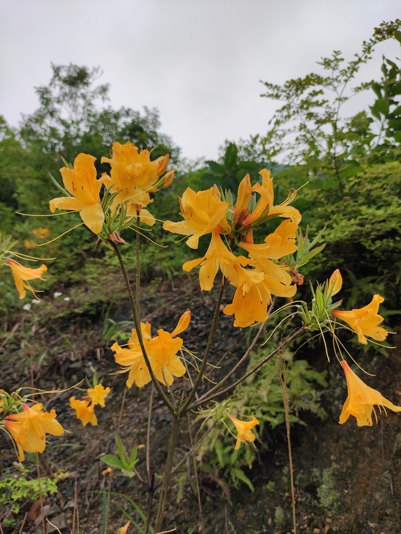 Rhododendron molle photo 2