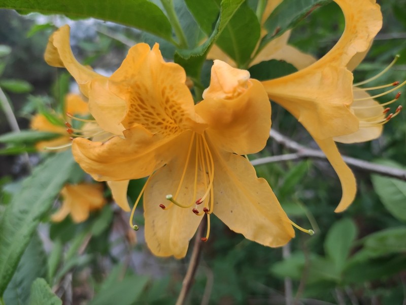 Rhododendron molle photo 3