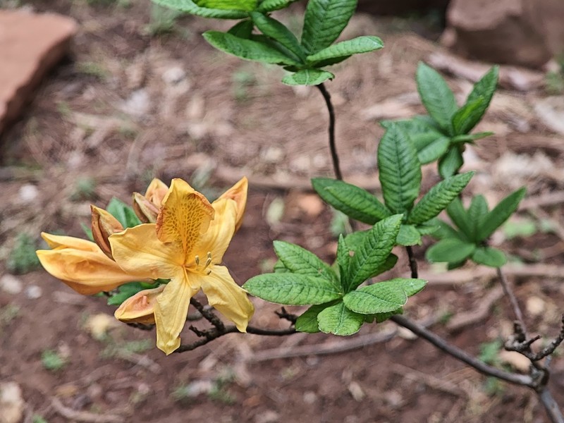 Rhododendron molle photo 4