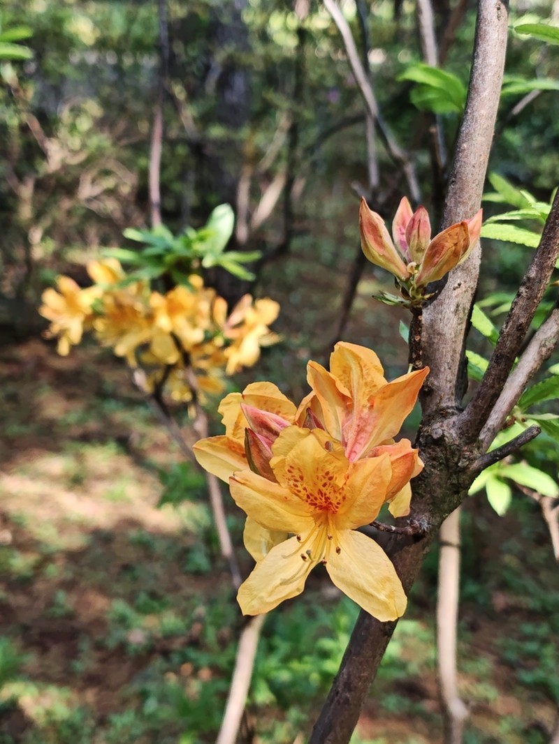 Rhododendron molle photo 5