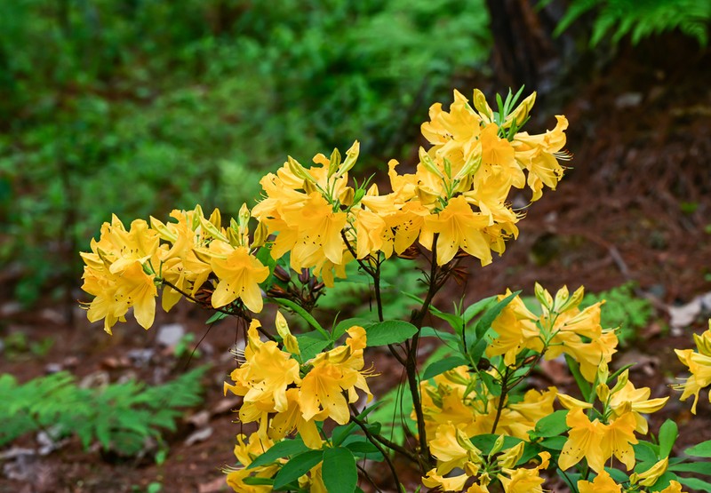 Rhododendron molle photo 6