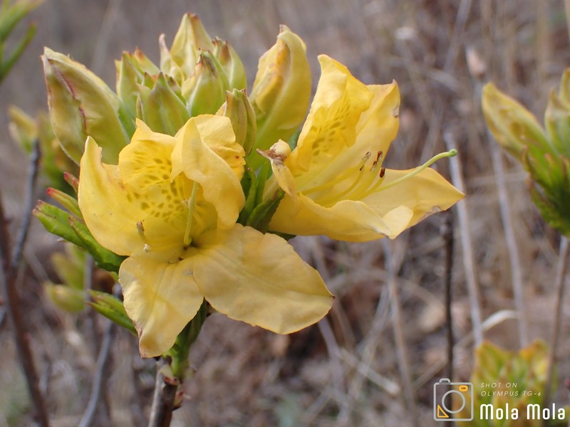 Rhododendron molle photo 7