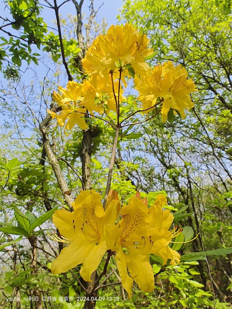 Rhododendron molle photo 8