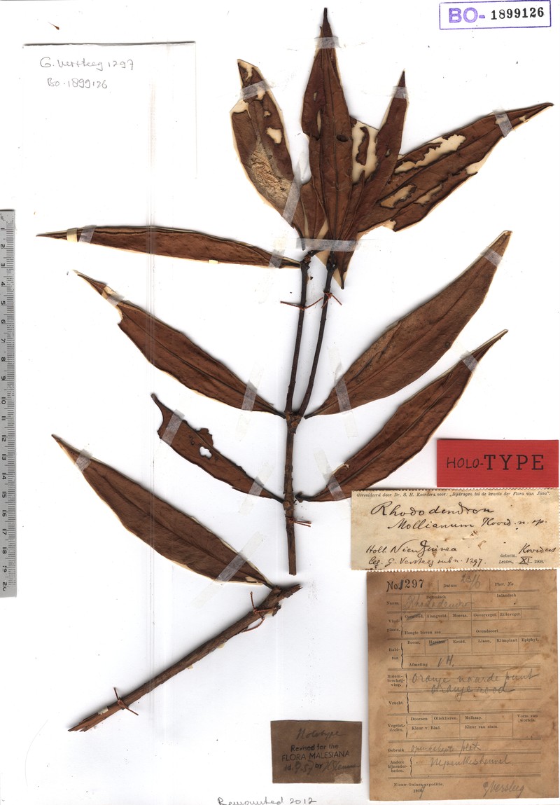 Rhododendron mollianum
