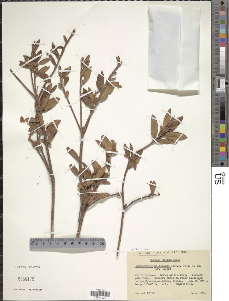 Rhododendron mollicomum