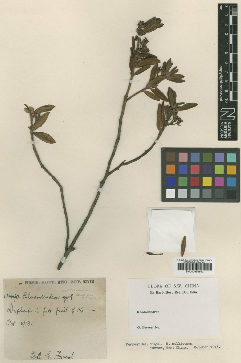 Rhododendron mollicomum photo 2