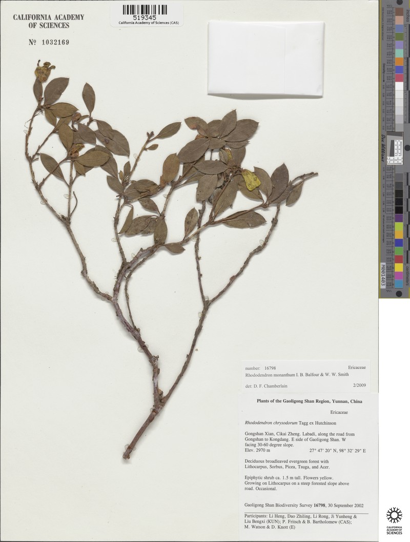 Rhododendron monanthum