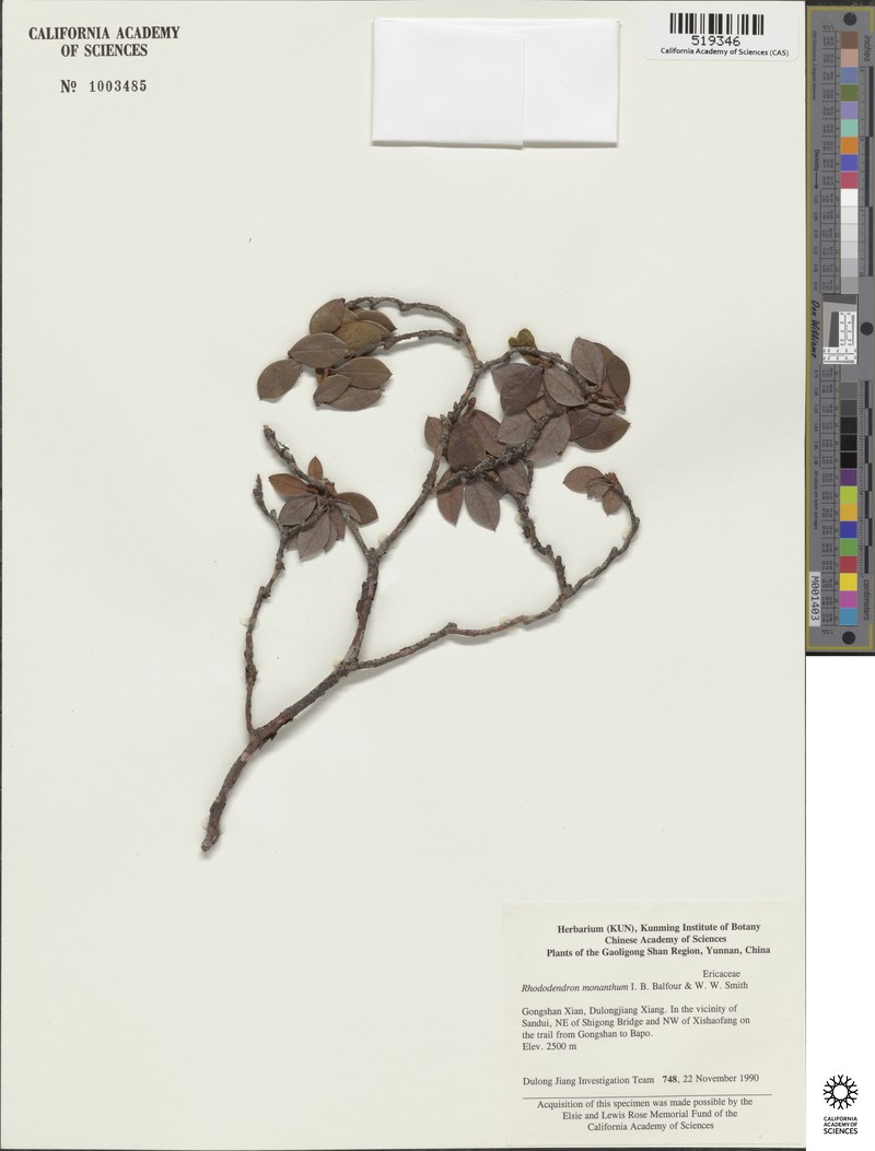 Rhododendron monanthum photo 2